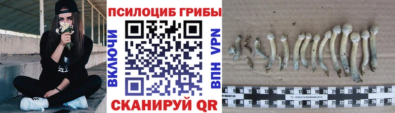 kraken   что такое наркотик  Адыгейск  Галлюциногенные грибы Cubensis 